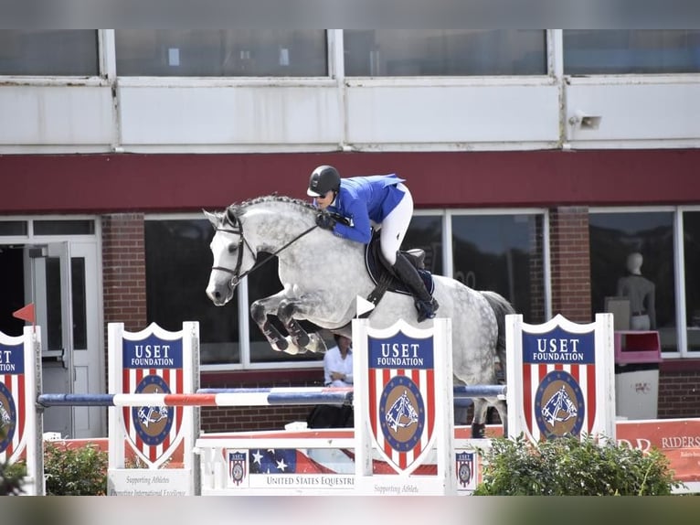 Holsteiner Hongre 10 Ans 173 cm in München