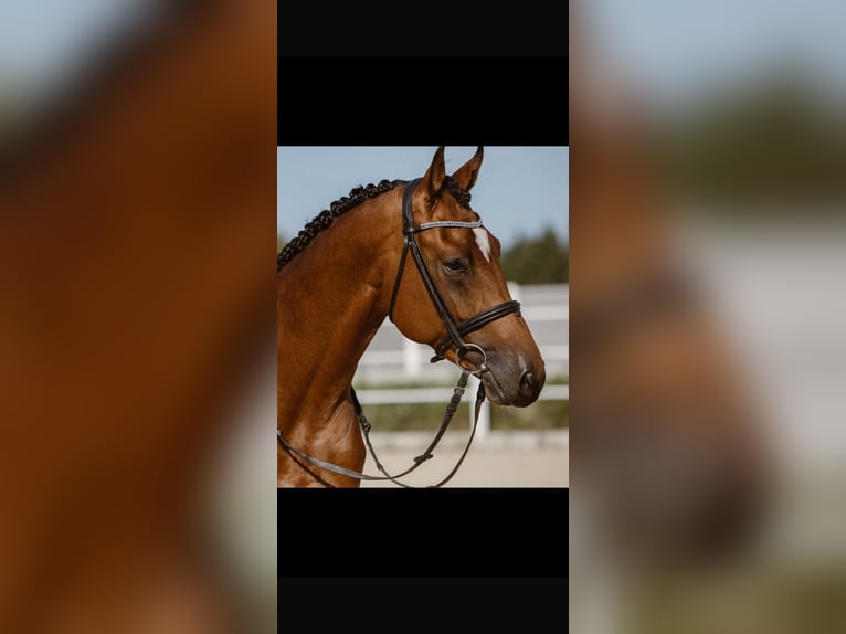 Holsteiner Hongre 10 Ans 179 cm Bai in Klagenfurt