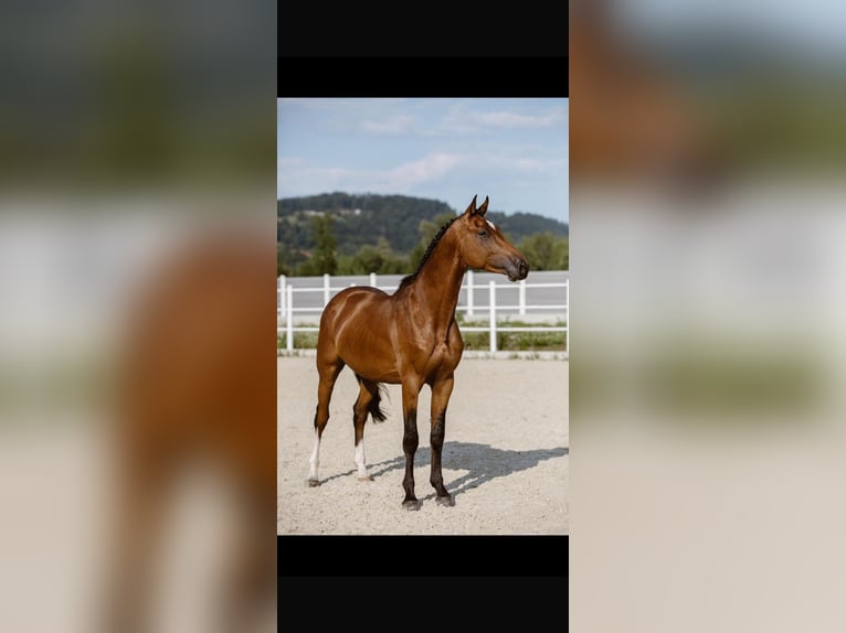 Holsteiner Hongre 10 Ans 179 cm Bai in Klagenfurt