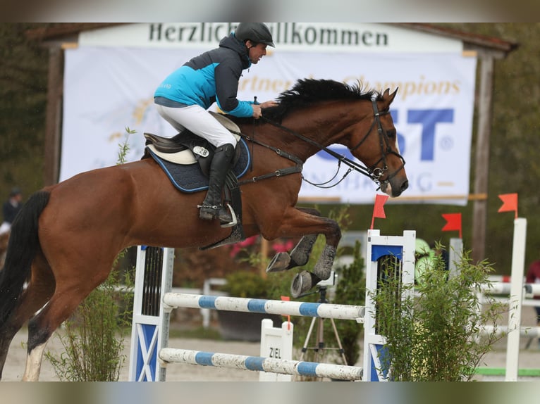 Holsteiner Hongre 10 Ans 182 cm Bai in Sontra