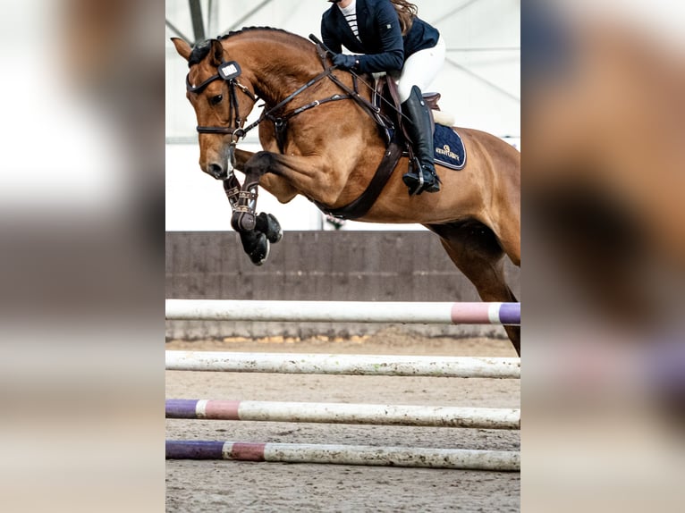 Holsteiner Hongre 11 Ans 164 cm Bai cerise in Chyliczki