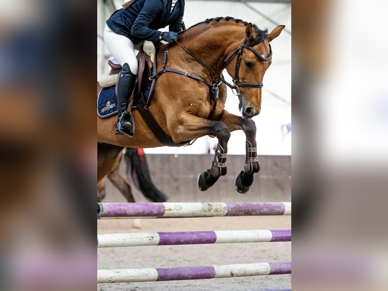 Holsteiner Hongre 11 Ans 164 cm Bai cerise in Chyliczki