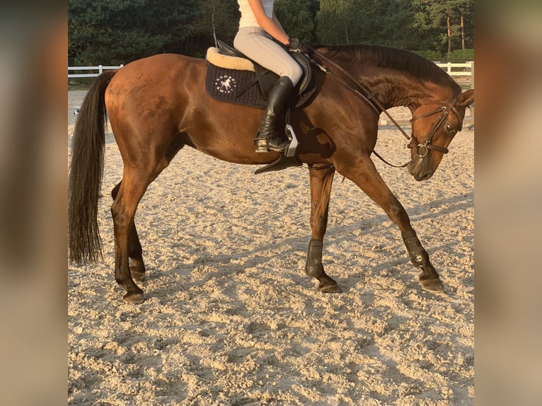 Holsteiner Hongre 11 Ans 164 cm Bai cerise in Chyliczki