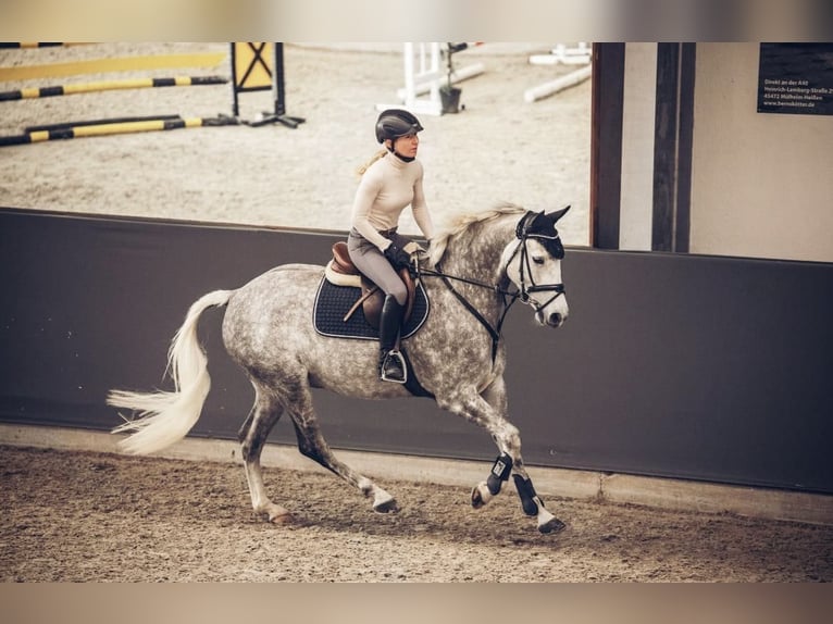 Holsteiner Hongre 11 Ans 165 cm Gris pommelé in Willich