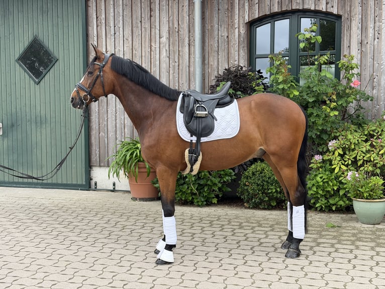 Holsteiner Hongre 11 Ans 166 cm Bai cerise in Börnsen