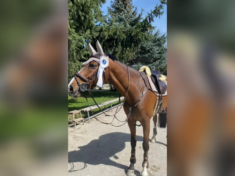 Holsteiner Hongre 11 Ans 166 cm Bai clair in Brno