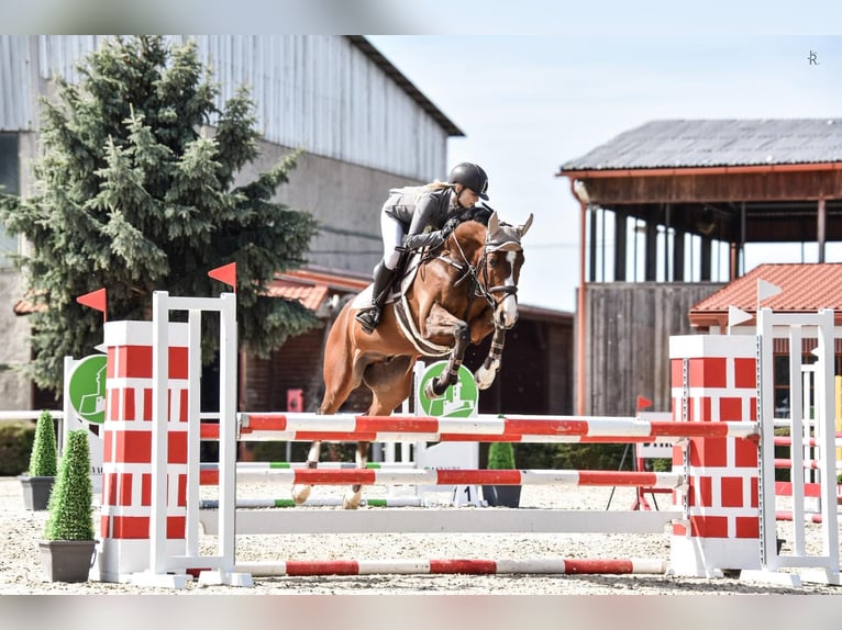 Holsteiner Hongre 11 Ans 166 cm Bai clair in Brno