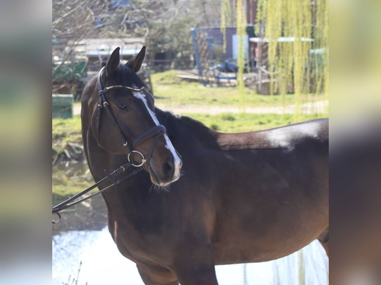 Holsteiner Hongre 11 Ans 168 cm Bai brun in Wunstorf