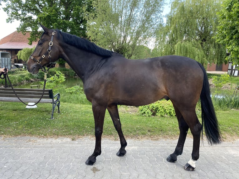 Holsteiner Hongre 11 Ans 168 cm Bai brun in Wunstorf