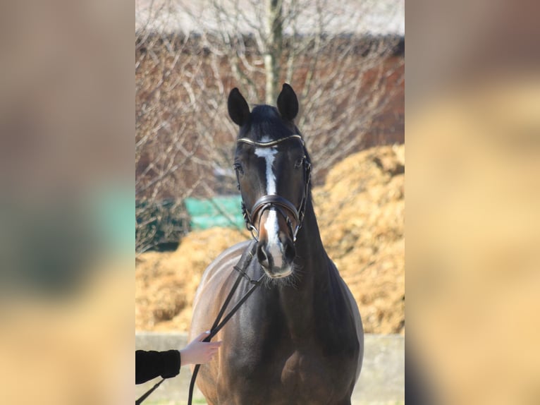 Holsteiner Hongre 11 Ans 168 cm Bai brun in Wunstorf