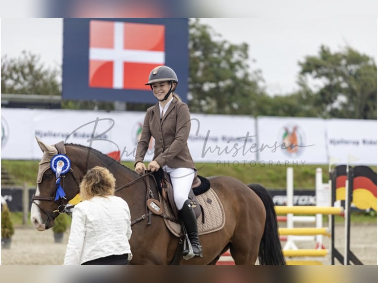 Holsteiner Hongre 11 Ans 168 cm Bai cerise in stenløse