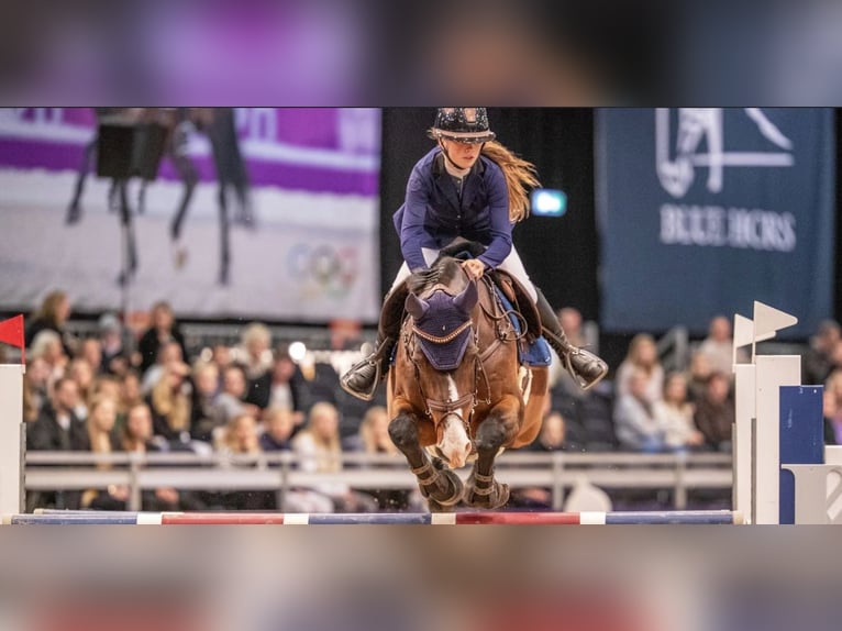 Holsteiner Hongre 11 Ans 168 cm Bai cerise in stenløse