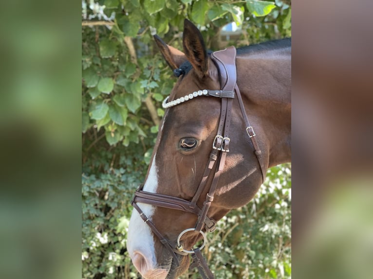 Holsteiner Hongre 11 Ans 168 cm Bai cerise in stenløse