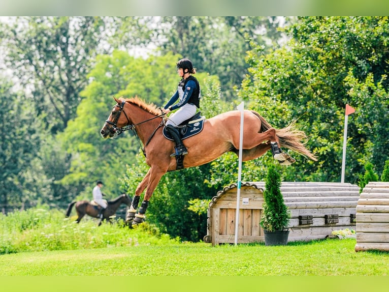 Holsteiner Hongre 11 Ans 169 cm Alezan in Prague