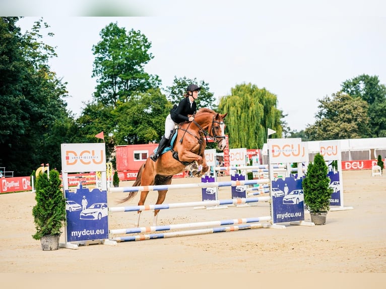 Holsteiner Hongre 11 Ans 169 cm Alezan in Prague