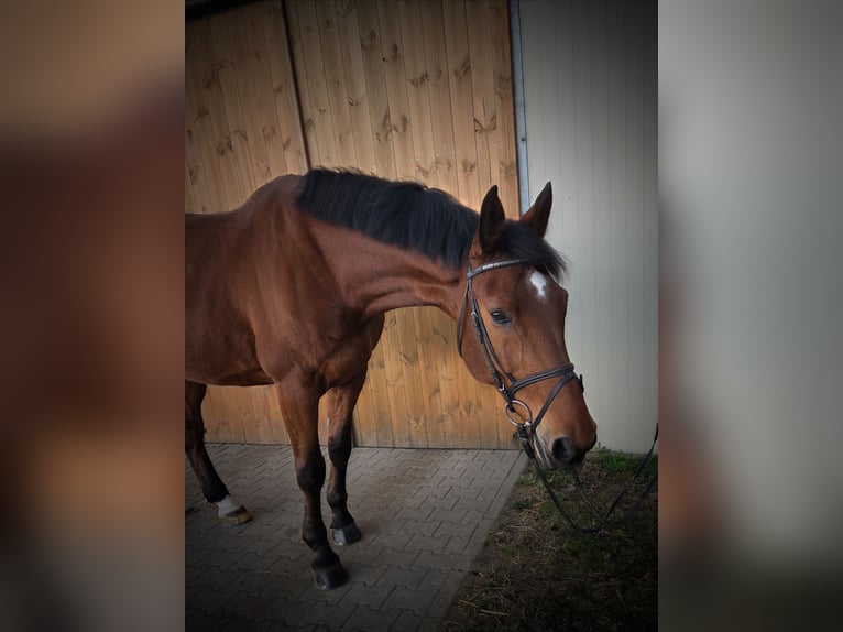 Holsteiner Hongre 11 Ans 170 cm Bai in Kitzscher