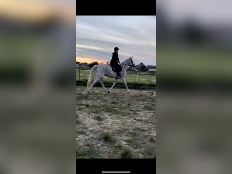 Holsteiner Hongre 11 Ans 170 cm Gris in Forchheim