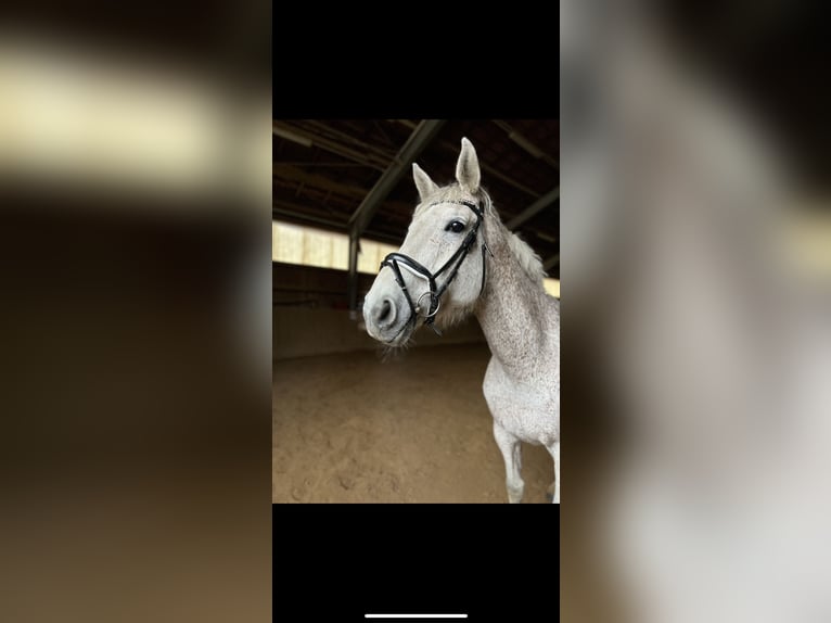 Holsteiner Hongre 11 Ans 170 cm Gris in Forchheim