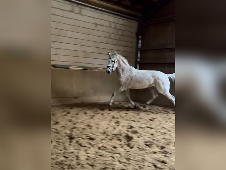 Holsteiner Hongre 11 Ans 170 cm Gris in Forchheim