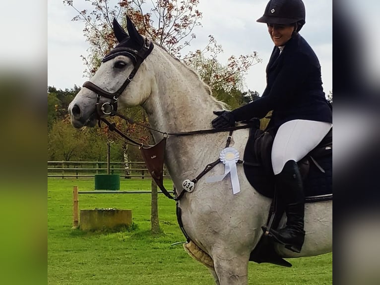 Holsteiner Hongre 11 Ans 170 cm Gris pommelé in Lohne (Oldenburg)