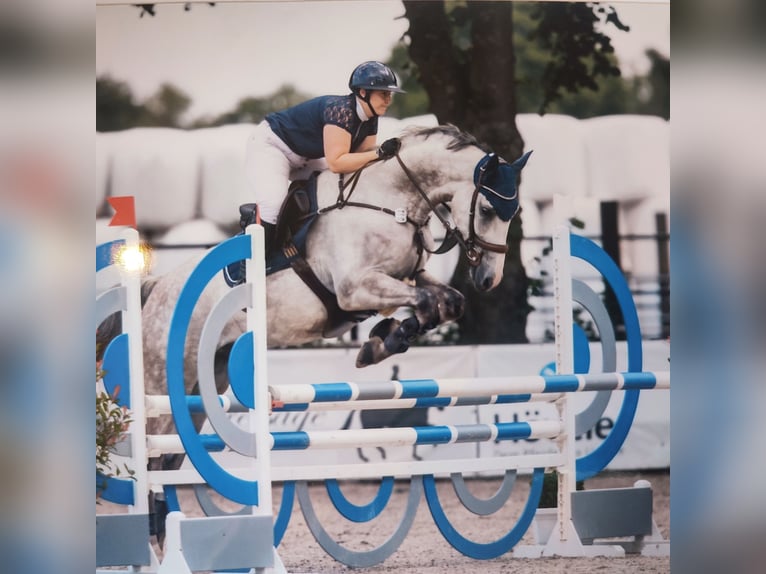 Holsteiner Hongre 11 Ans 170 cm Gris pommelé in Lohne (Oldenburg)