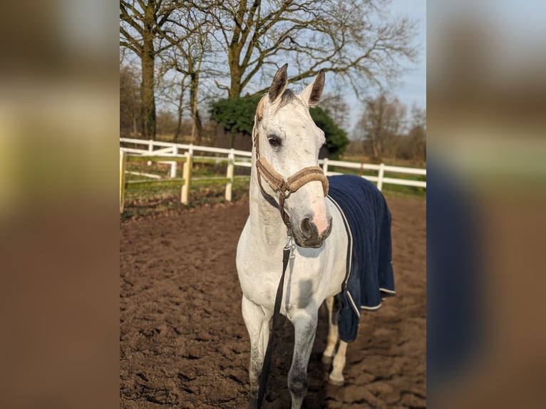 Holsteiner Hongre 11 Ans 170 cm Gris pommelé in Lohne (Oldenburg)