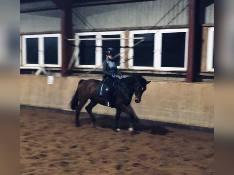 Holsteiner Hongre 11 Ans 171 cm Bai in Horstedt
