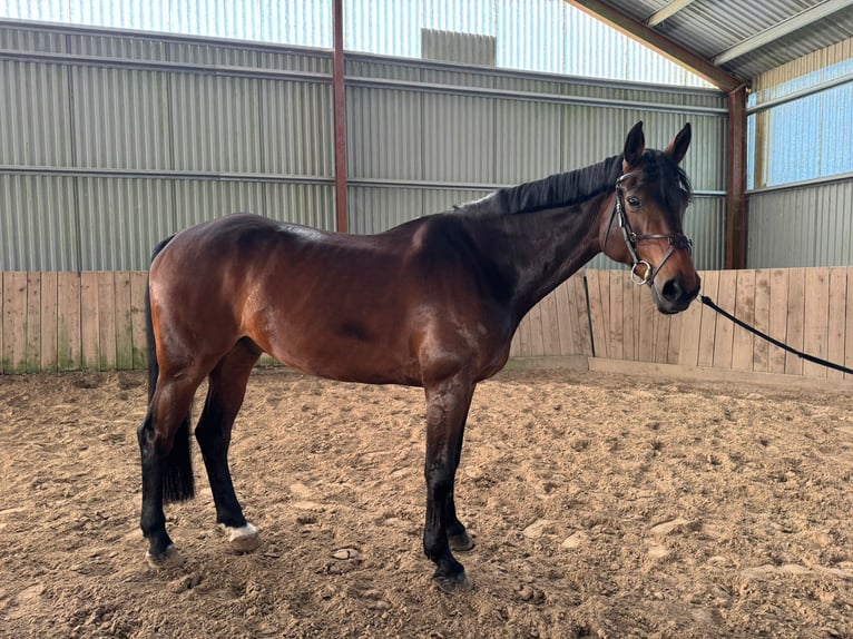 Holsteiner Hongre 11 Ans 172 cm Bai cerise in Maribor