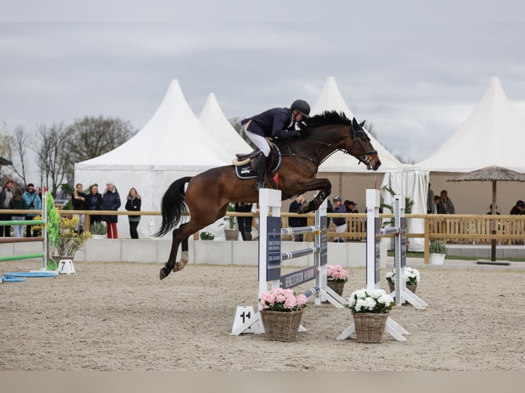 Holsteiner Hongre 11 Ans 173 cm Bai in Schierensee