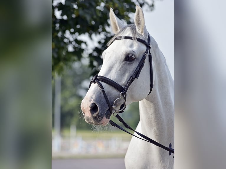 Holsteiner Hongre 11 Ans 173 cm Blanc in Zagreb
