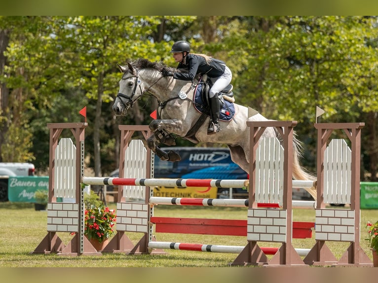 Holsteiner Hongre 11 Ans 173 cm Gris in Oebisfelde-Weferlingen