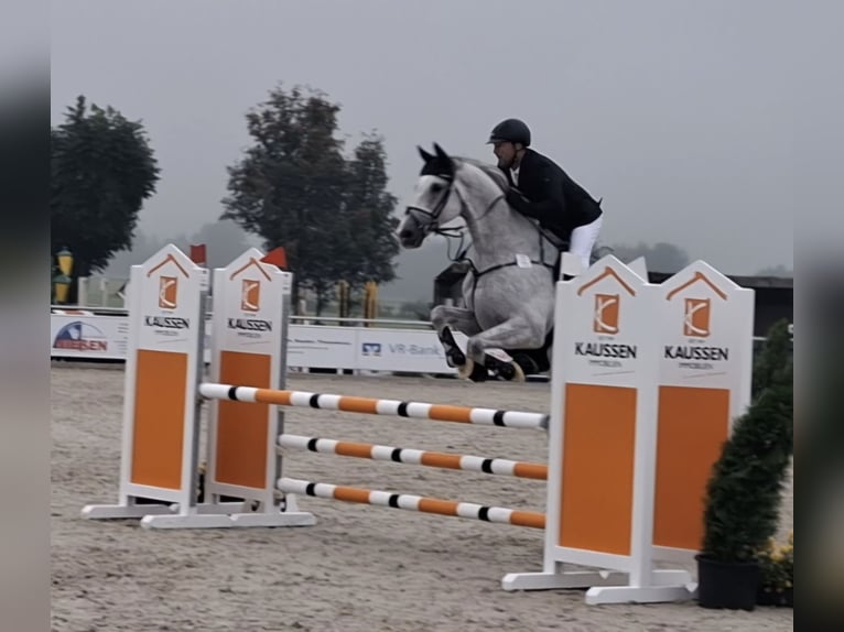 Holsteiner Hongre 11 Ans 174 cm Gris in Eschweiler