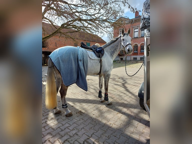 Holsteiner Hongre 11 Ans 175 cm Gris pommelé in Büddenstedt