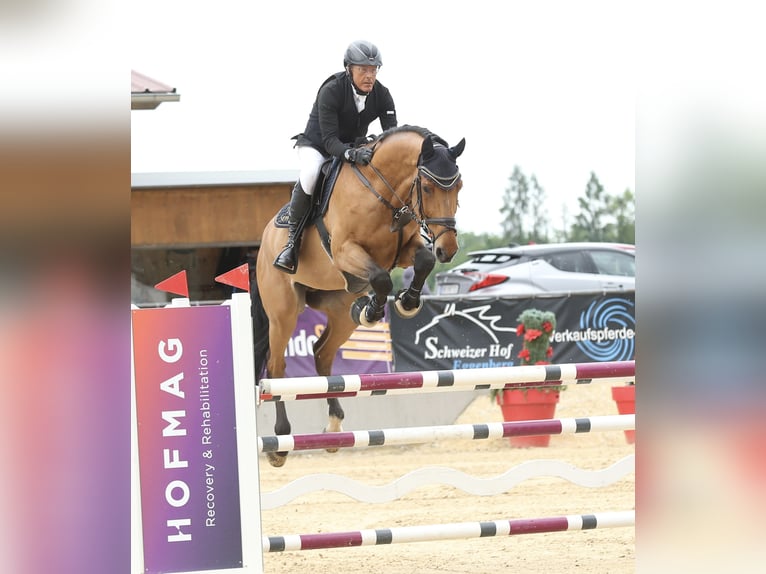 Holsteiner Hongre 11 Ans 176 cm Bai in Gundelfingen an der Donau