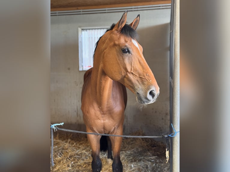 Holsteiner Hongre 11 Ans 176 cm Bai in Gundelfingen an der Donau