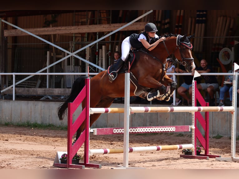 Holsteiner Hongre 11 Ans 176 cm Bai in Käshofen