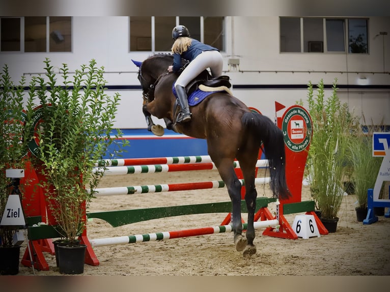 Holsteiner Hongre 11 Ans 177 cm Bai in HeidgrabenTornesch