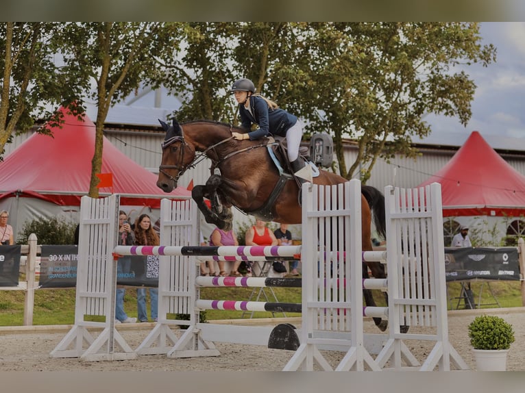 Holsteiner Hongre 11 Ans 177 cm Bai in HeidgrabenTornesch