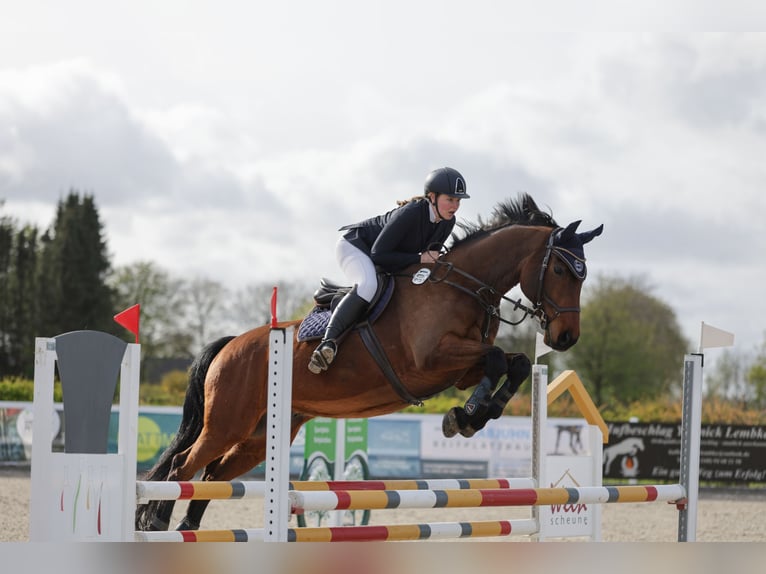 Holsteiner Hongre 12 Ans 164 cm Bai in Niebüll