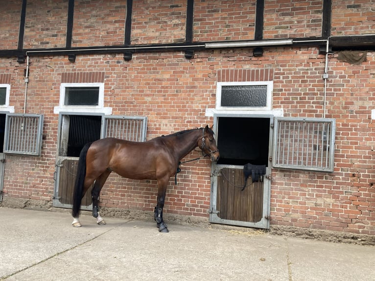 Holsteiner Hongre 12 Ans 165 cm Bai in Wedemark