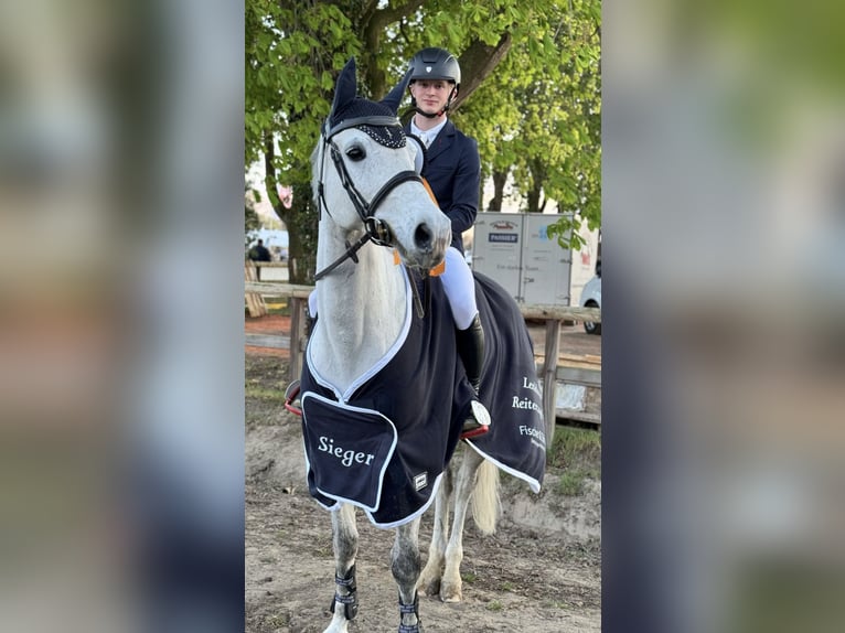 Holsteiner Hongre 12 Ans 165 cm Gris in Hagen