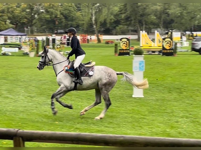 Holsteiner Hongre 12 Ans 165 cm Gris in Hagen