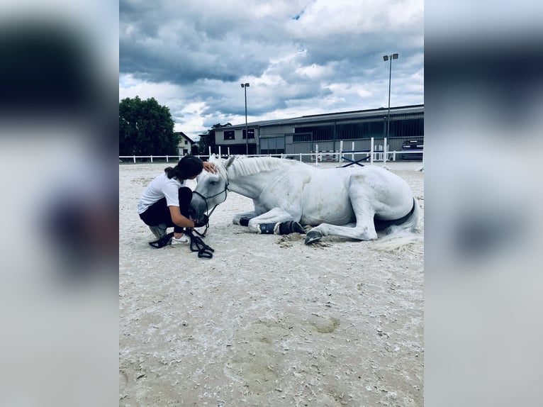 Holsteiner Hongre 12 Ans 166 cm Gris in DiepoldsauDiepoldsau