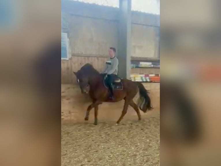 Holsteiner Hongre 12 Ans 168 cm Alezan in Königsbach-Stein