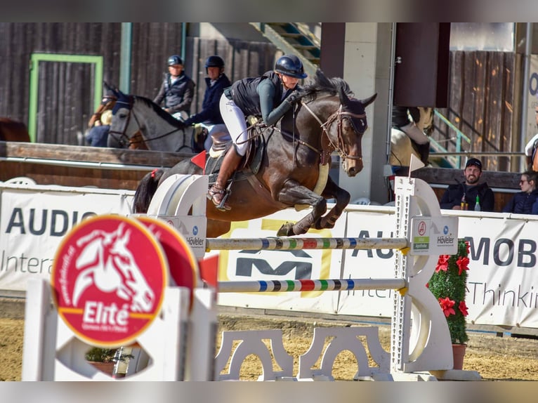 Holsteiner Hongre 12 Ans 168 cm Bai brun in Obertraubling