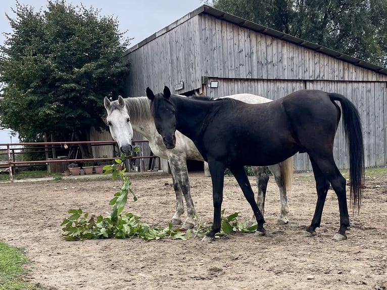 Holsteiner Hongre 12 Ans 168 cm Gris pommelé in Laa an der thaya