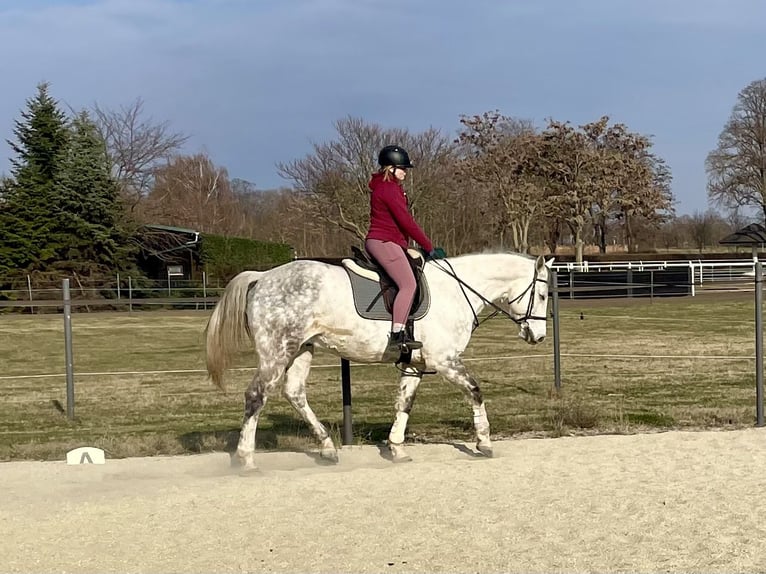 Holsteiner Hongre 12 Ans 168 cm Gris pommelé in Laa an der thaya