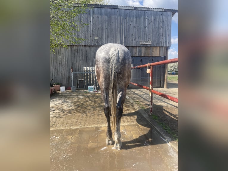 Holsteiner Hongre 12 Ans 168 cm Gris pommelé in Laa an der thaya