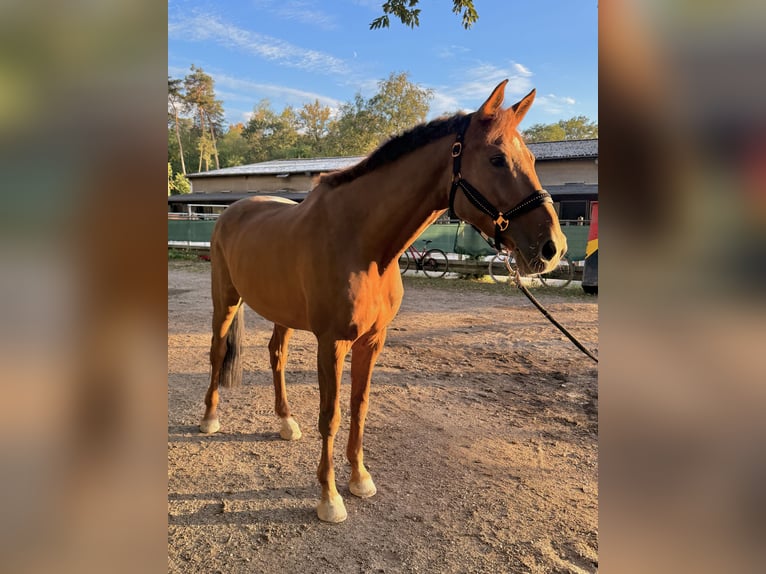 Holsteiner Hongre 12 Ans 170 cm Alezan in Weingarten