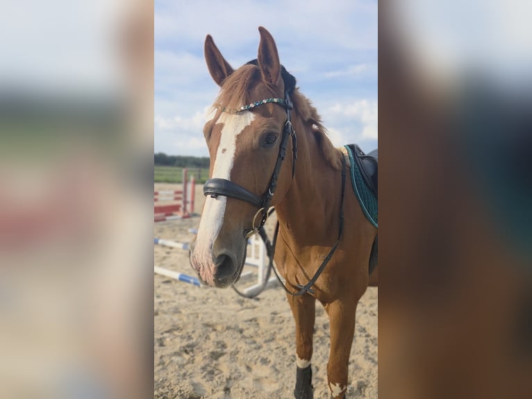 Holsteiner Hongre 12 Ans 170 cm Alezan in Mühlenfließ